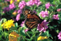 Danaus plexippus