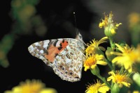 Vanessa cardui