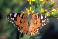 Vanessa cardui