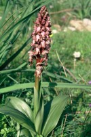 Barlia robertiana