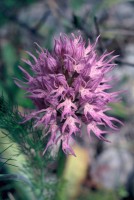 Orchis italica