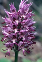 Orchis simia