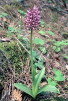 Orchis simia