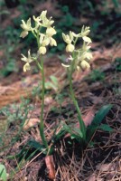 Orchis provincialis