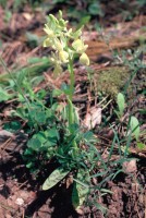 Orchis provincialis