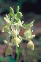 Orchis provincialis