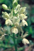 Orchis provincialis