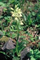 Orchis provincialis