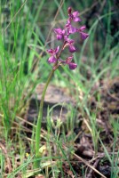 Anacamptis morio