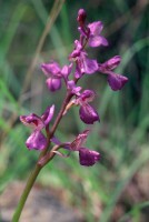 Anacamptis morio