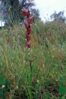 Serapias orientalis subsp. carica