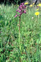 Anacamptis morio