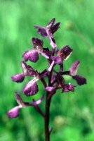 Anacamptis morio