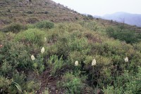 Anacamptis pyramidalis