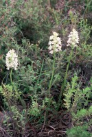 Anacamptis pyramidalis