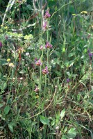 Ophrys candica