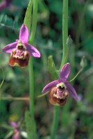 Ophrys candica