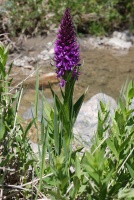 Dactylorhiza umbrosa