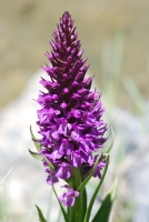 Dactylorhiza umbrosa