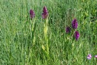 Dactylorhiza umbrosa