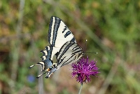 Papilio alexanor