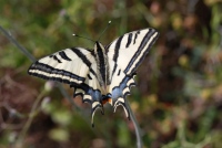 Papilio alexanor