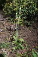 Ophrys holoserica