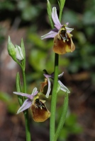 Ophrys holoserica