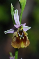 Ophrys holoserica