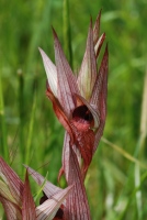 Serapias orientalis subsp. carica