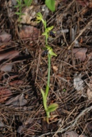 Ophrys fusca subsp. blitopertha