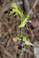 Ophrys fusca subsp. blitopertha