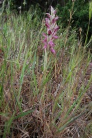 Anacamptis sancta