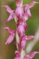 Anacamptis sancta