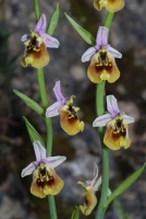 Ophrys holoserica