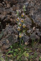 Ophrys holoserica