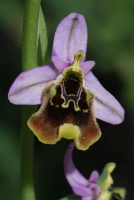 Ophrys holoserica