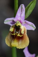 Ophrys holoserica