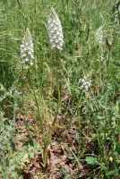 Anacamptis pyramidalis