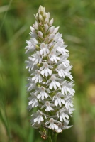 Anacamptis pyramidalis