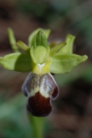 Ophrys israelitica