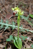 Ophrys israelitica