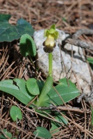 Ophrys israelitica