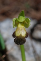 Ophrys israelitica