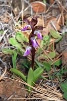 Anacamptis collina