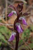 Anacamptis collina