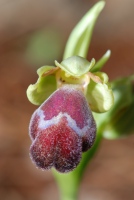 Ophrys omegaifera