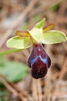 Ophrys omegaifera