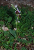 Ophrys lucis