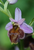 Ophrys lucis